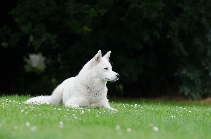 Husky siberiano blanco