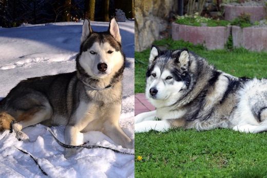 Comportamiento Indulgente Orgullo Husky Siberiano vs Alaskan Malamute ¿Cuál escoger Malamute o Husky?
